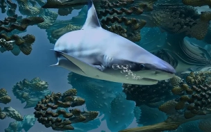 Учёные из Бельгии обнаружили у берегов Новой Зеландии три новых вида глубоководных акул, которые светятся в темноте