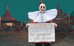"Мы придем к цирку без животных рано или поздно": активисты и представители Цирка Чинизелли высказались об эксплуатации животных