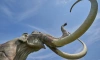 В Новосибирской области обнаружили захоронения древних бизонов и мамонтов 