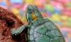 Инспекторы Росприроднадзора пресекли продажу красноухих черепах у станции метро "Девяткино"