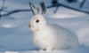В Росприроднадзоре рассказали петербуржцам, что делать при встрече с зайцем