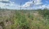 В Ленобласти с начала недели почти 100 раз подожгли сухую траву