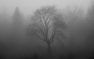 Ленобласть утром 17 марта накрыл густой туман