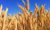 Ученые из Тимирязевской академии вывели новый сорт пшеницы: мнение экспертов