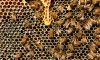 Энтомолог рассказал о пчелах, которые едят мясо