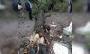В Летнем Саду упала 260-летняя липа и снесла скульптуру