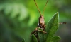 Ученые нашли в Уганде новый вид редкого насекомого 