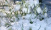 В Ленобласти 1 марта пройдёт небольшой снег