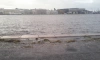 Из-за подъема воды на набережные Петербурга выбросило водоросли