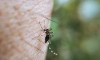 В Петербурге зафиксировали рост численности комаров