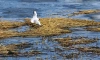 Утки, чайки и лебеди-шипуны прилетели на петербургскую дамбу с зимовки