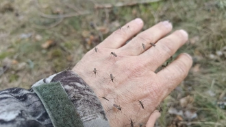 В лесах под Петербургом активизировались комары