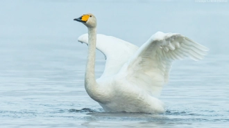 Лебеди продемонстировали фотографу свою грацию на Вуоксе