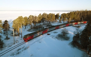 Хозяйка выброшенного из поезда в Кирове кота требует уволить проводницу