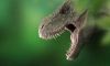 В зубах у тираннозавра рекса находились нервные датчики для распознавания добычи 