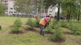 В Петербурге началась акция по посадке деревьев жителями ...