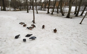 В Петербурге погоду 3 февраля будет формировать гребень антициклона