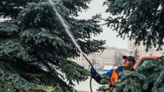 Голубые ели на Московской площади Петербурга обработали мыльным раствором