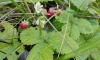 В октябре под Петербургом вновь нашли летние ягоды