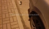 В ЖК "Екатерининский" неизвестный убил котят, выбросив их из окна