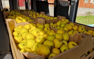Ко Дню Ленобласти республика Крым передала социальным учреждениям 10 тонн яблок