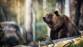 В Ленобласти медведи нападают на людей и раскапывают могилы