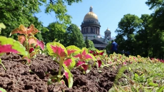 На следующей неделе Петербург начнут украшать ко Дню города