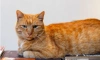 Рыжий кот Ося из музея Анны Ахматовой отправился на пенсию