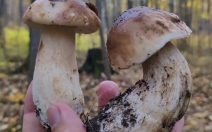 Петербуржцев предостерегли от сбора грибов в городских парках