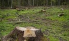 В лесу Тосненского района нашли труп мужчины