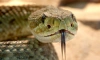 Гремучие змеи создают слуховые иллюзии для обмана хищников 