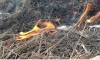 МЧС: причиной возгорания торфяников в Екатеринбурге мог стать поджог