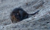 У детского сада в Выборгском районе обнаружено логово крыс
