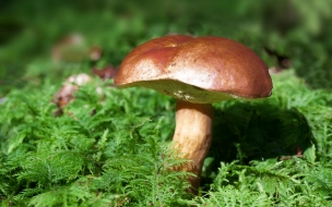 В Роспотребнадзоре рассказали петербуржцам, как не отравиться грибами