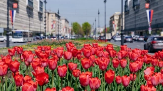 Южные районы Петербурга летом украсят 700 тыс. цветов