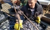 В Петербурге из-за холодов рыбные ярмарки с корюшкой откроются позже обычного