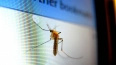 Биолог Глазков рассказал, как отпугнуть комаров в ...