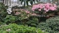 В Ботаническом саду 17 февраля пройдет фестиваль "Оттепе...