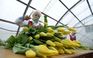 На 1,5 млн штук увеличится производство цветов в Ленобласти в 2022 году