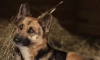 В Петербурге пропавшую собаку, которая ждала своего хозяина с СВО, нашли мертвой