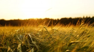 Эксперты прокомментировали заявление МИД о провале зерновой сделки