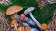 Петербуржцы пожаловались на отсутствие грибов в лесах ...