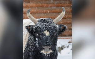 Петербургский бык Мааны готовится сложить полномочия как символ года