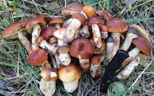 Петербуржцы рассказали, где больше всего грибов в Ленобласти
