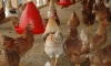 Верховный суд РФ запретил разводить кур и петухов на садовом участке