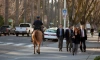 Петербуржцам предлагают работать в конной полиции с зарплатой до 65 тыс. рублей 