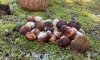 Петербурженка собрала 643 гриба в Карелии