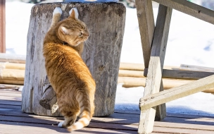 В Выборгском замке нашли кота-хранителя Филимона в Ленобласти 