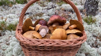 В лесах Ленобласти по-прежнему много грибов