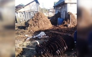 В Ленобласти спасатели пришли на помощь упавшей в яму корове